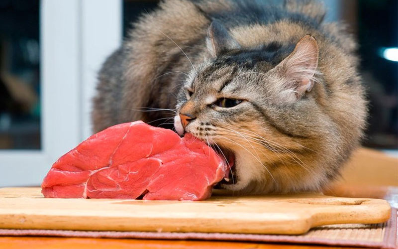 Voies de transmission de la toxoplasmose