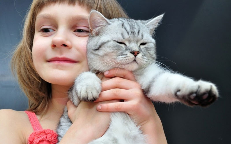 Les dangers de la toxoplasmose : mythes et réalité