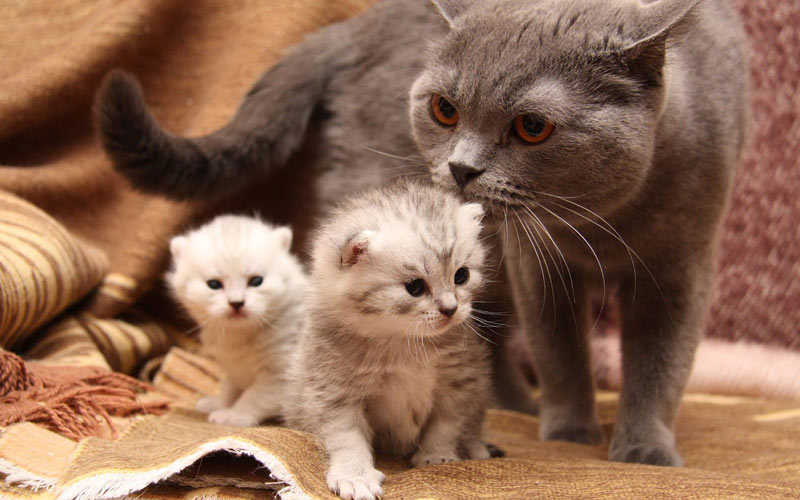 Toxoplasmose chez les chattes gestantes : dangers et diagnostic