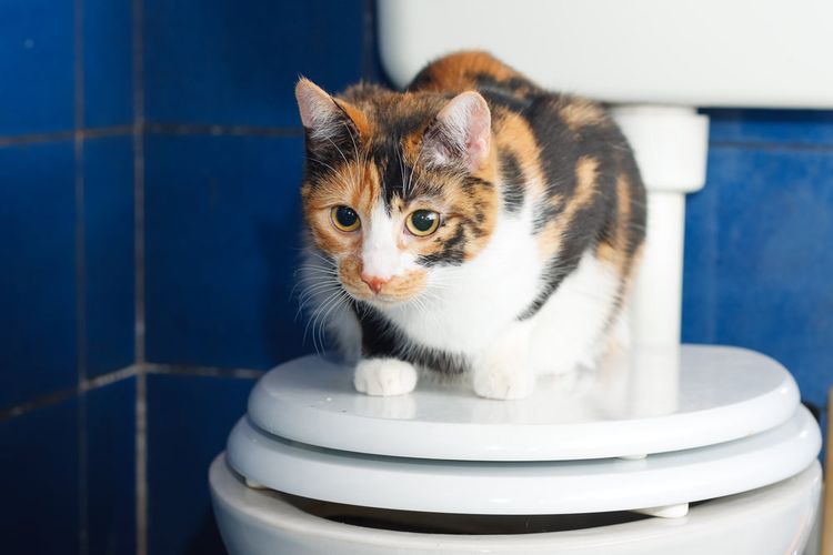 Chat sur le couvercle des toilettes