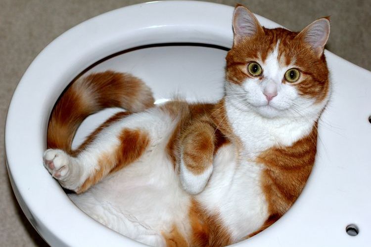 Le chat est couché dans les toilettes