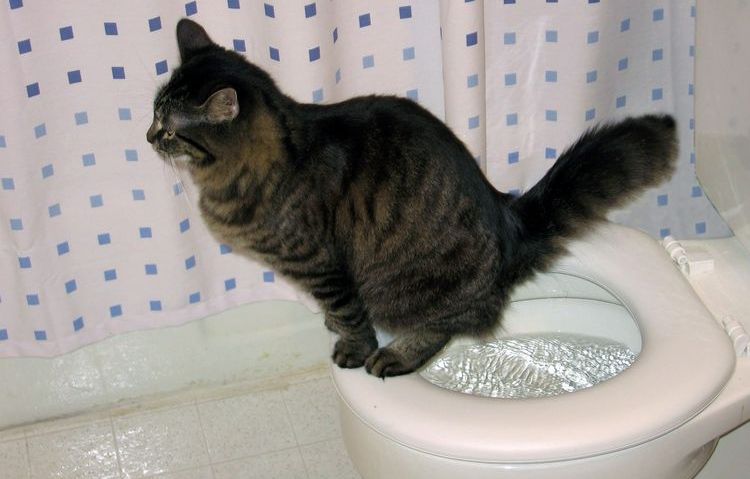 Le chat était propre.