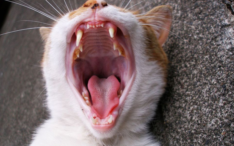 Stomatite chez le chat : diagnostic, traitement, prévention