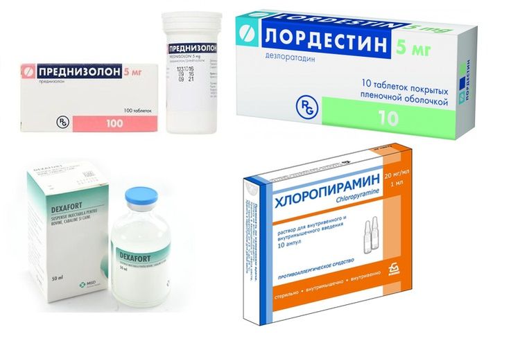 Médicaments pour traiter la bronchite chez les chats