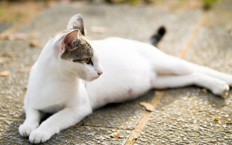 Avortements chez les chattes et les chiennes : types, moment et complications