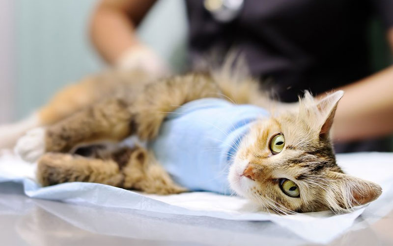 Méthodes d'interruption de grossesse chez les chats et les chiens