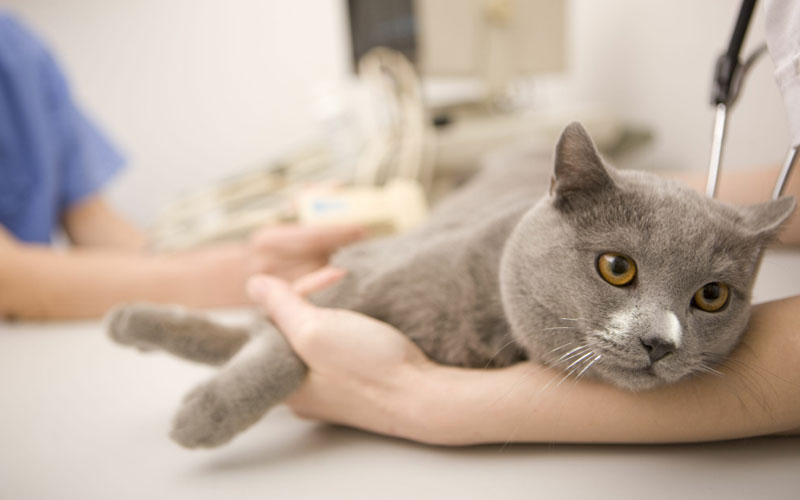 Avortements chez les chats et les chiens