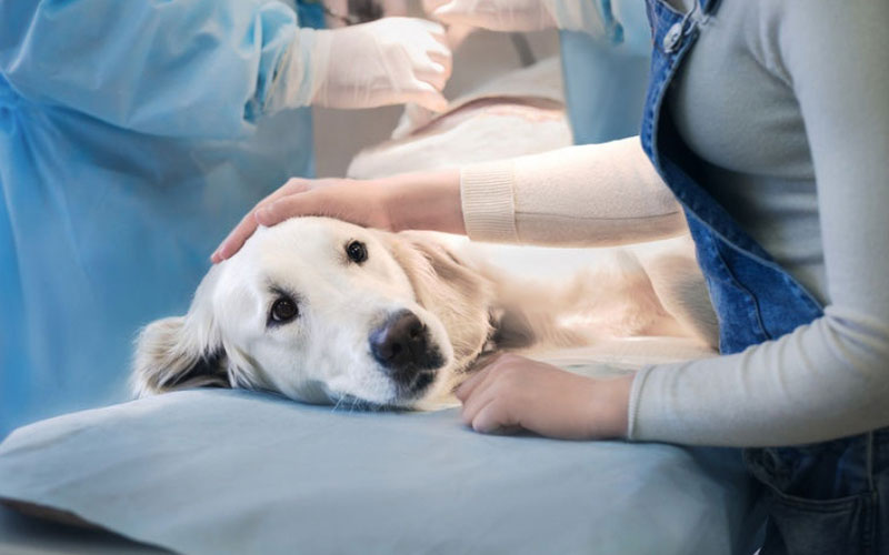 Caractéristiques de l'avortement chez les chiens et les chats