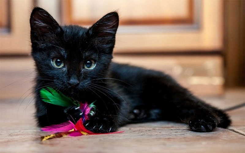Comment appeler un chaton noir, mâle ou femelle