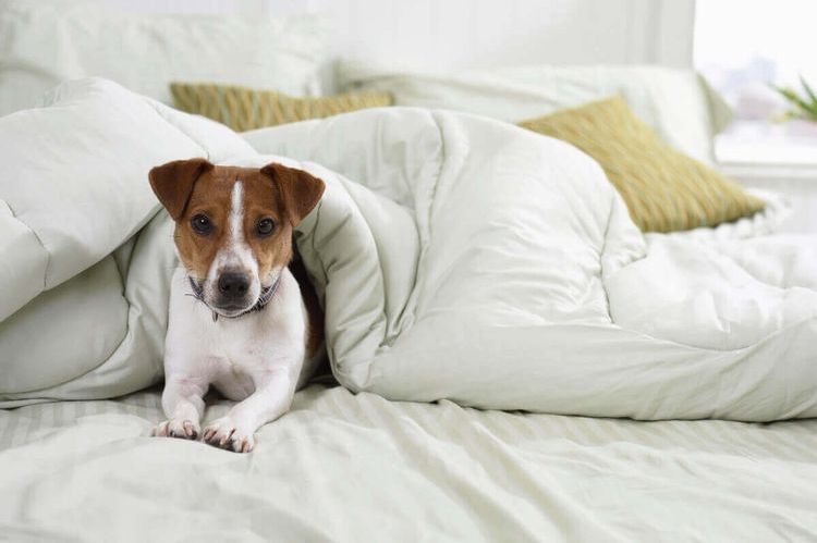 Le chien est couché sur le lit