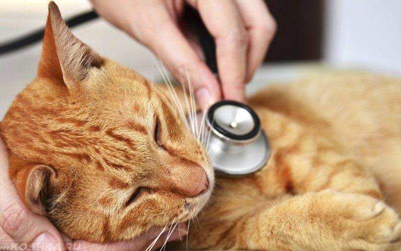 Insuffisance cardiaque chez le chat : symptômes et traitement