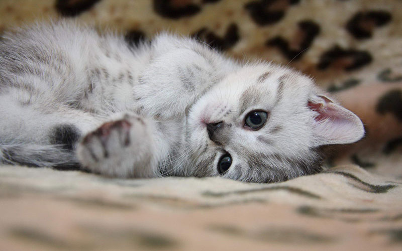 Symptômes d'insuffisance cardiaque chez les chatons