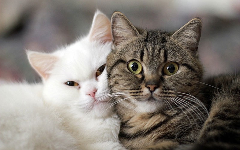 Causes et symptômes de l'insuffisance cardiaque chez le chat