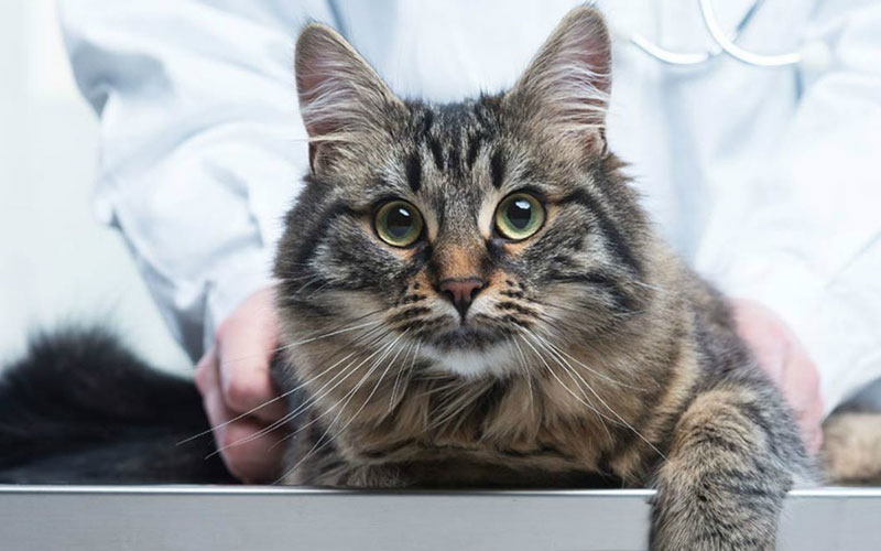 Traitement de l'insuffisance cardiaque chez le chat