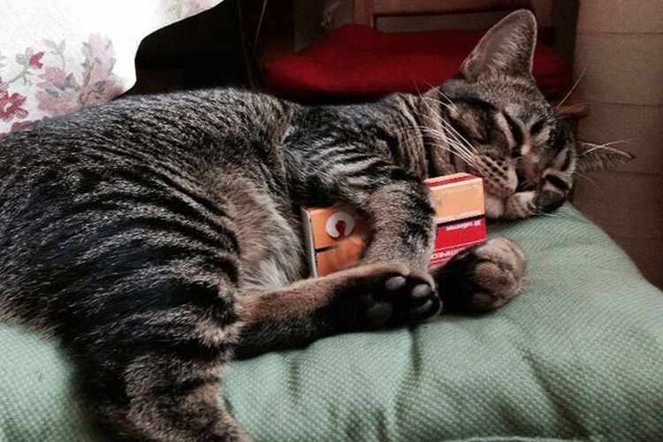 Le chat tient un paquet de pilules dans ses pattes.