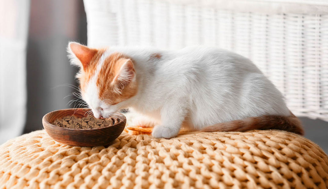 chaton et nourriture sèche