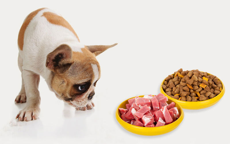 Comment choisir la nourriture pour chien