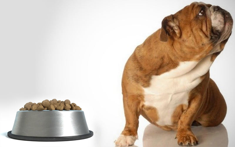 Que contiennent les croquettes bon marché pour chiens ? Que choisir ?