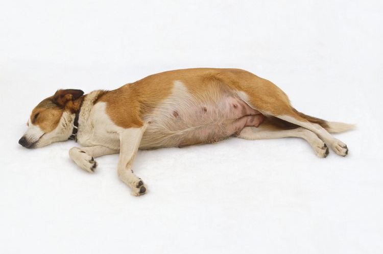 Une chienne enceinte est couchée