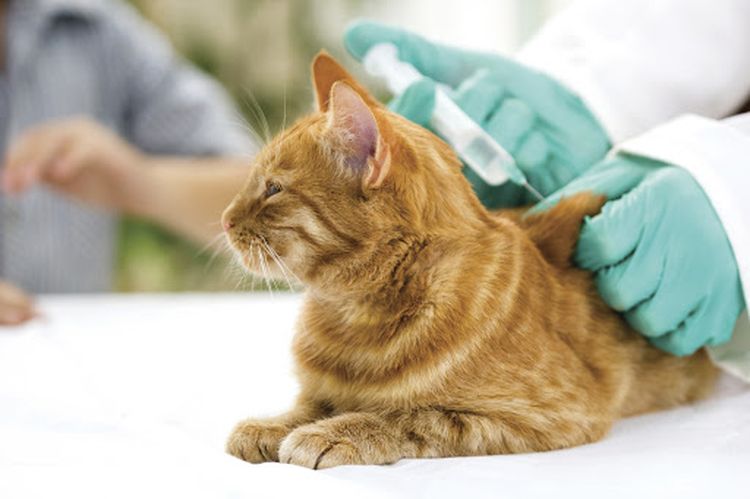 Vaccination d'un chat roux contre la rage