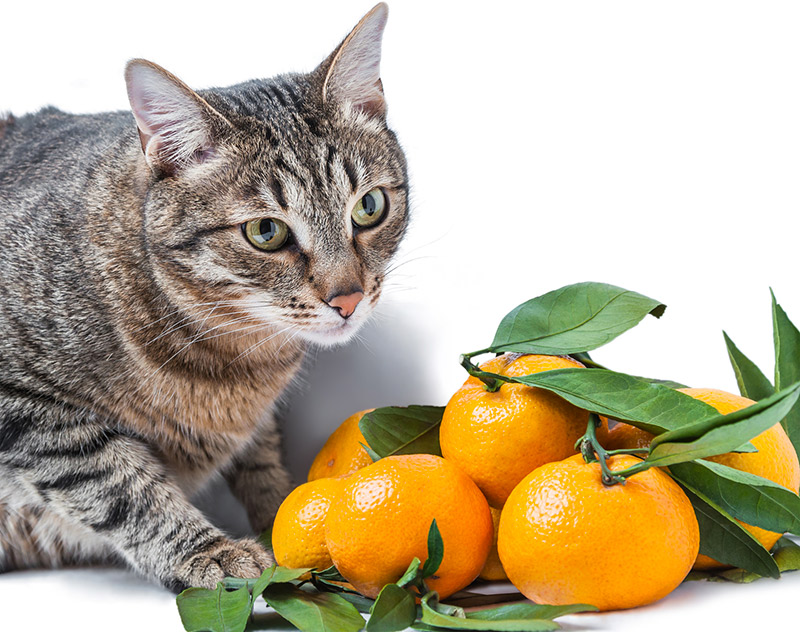 Allergies alimentaires chez les chats