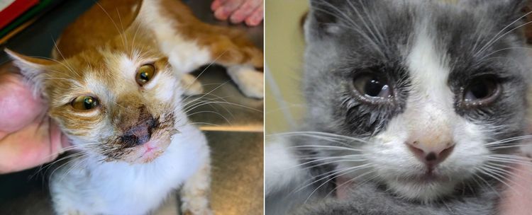 Symptômes de la rhinotrachéite chez les chats