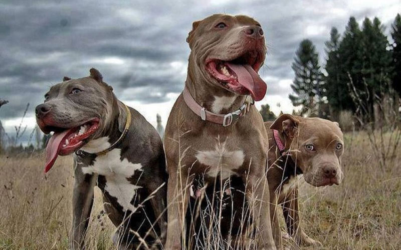 Les pitbulls sont-ils agressifs et comment éduquer un chiot ?