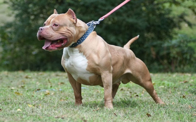 Le caractère du pitbull : la race est-elle agressive ?