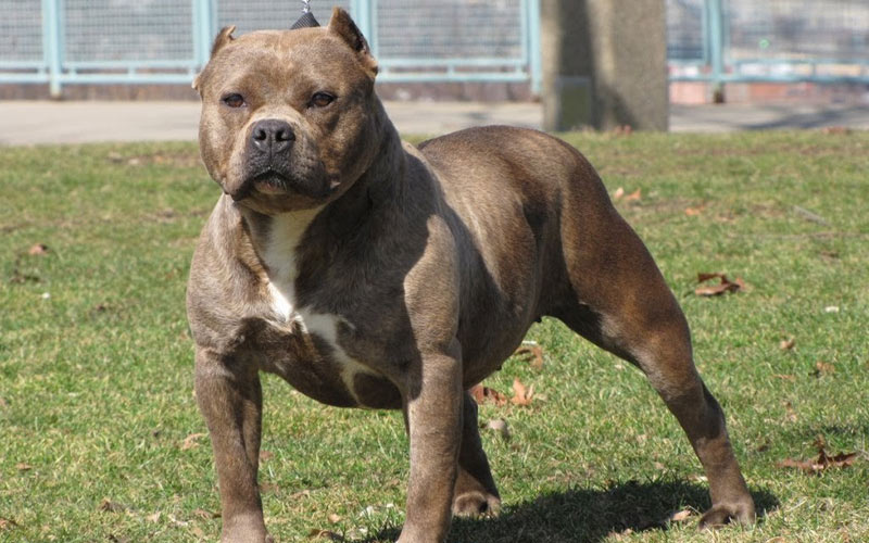 Pourquoi les pitbulls font-ils preuve d'agressivité ?