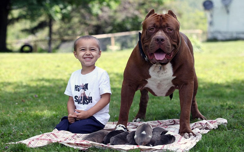 Règles pour le dressage des pitbulls
