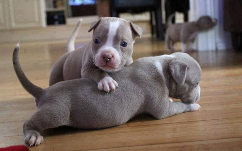 Comment dresser un pitbull pour qu'il ne soit pas agressif