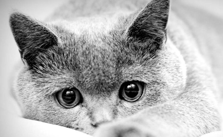 Un chat aux yeux tristes