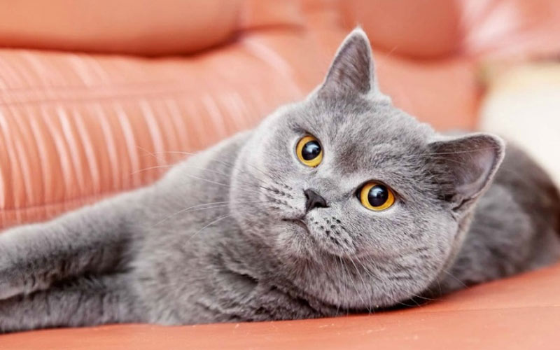 Infection à coronavirus chez les chats et péritonite