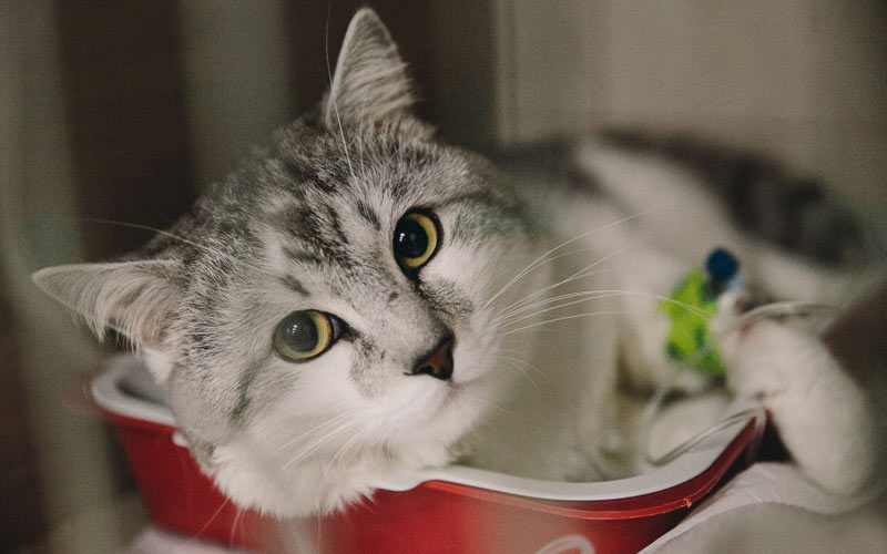 Types de péritonite chez les chats