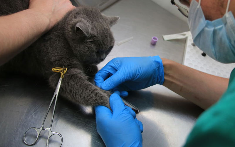 Diagnostic et traitement de la péritonite chez le chat