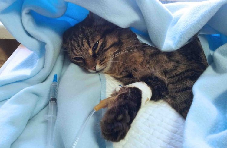 Péritonite infectieuse féline