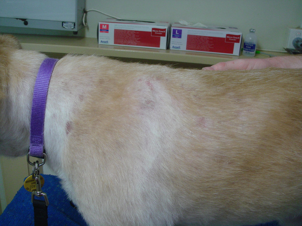 Teigne chez un chien