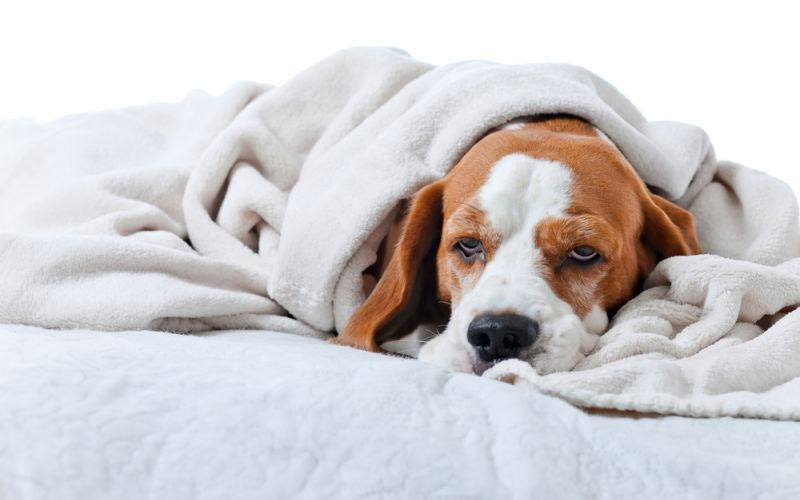 Causes et diagnostic de l'œdème pulmonaire chez le chien