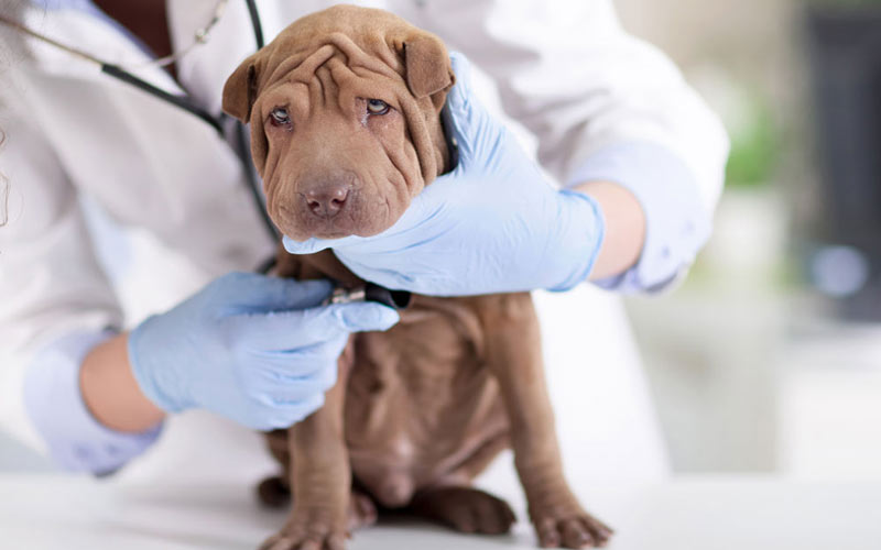 Œdème pulmonaire chez le chien - diagnostic