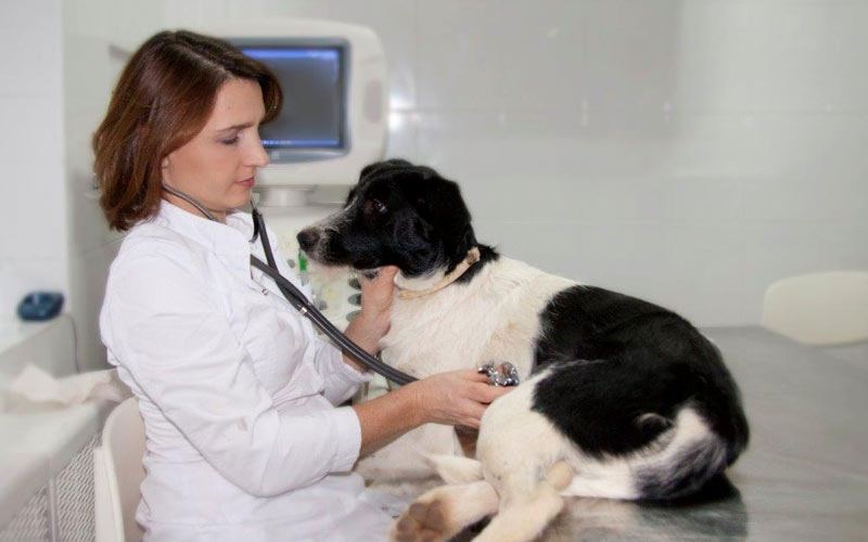 Ce que vous devez savoir sur l'œdème pulmonaire chez le chien
