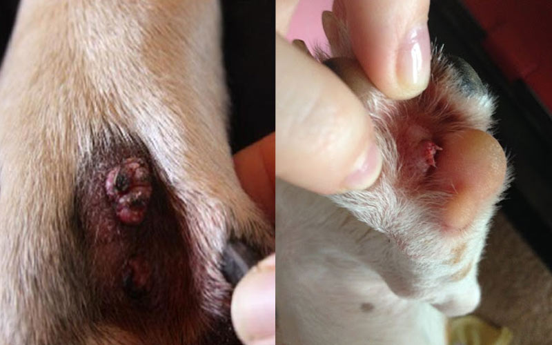 Papillomes des pattes chez le chien : causes et traitement