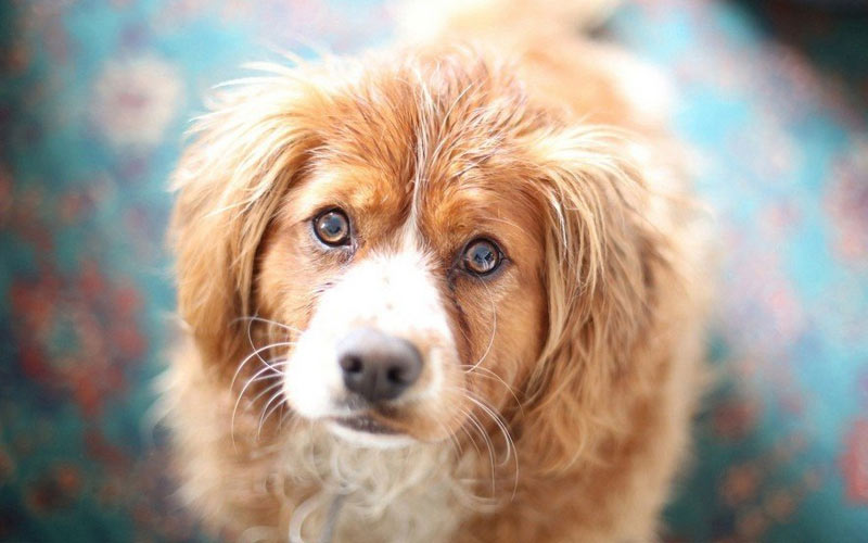 Types de papillomes chez le chien et leur traitement