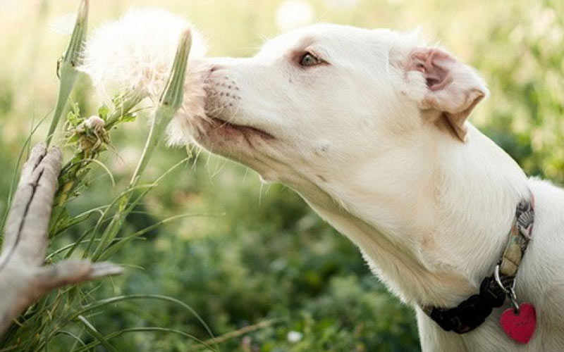 Traitement des papillomes chez le chien