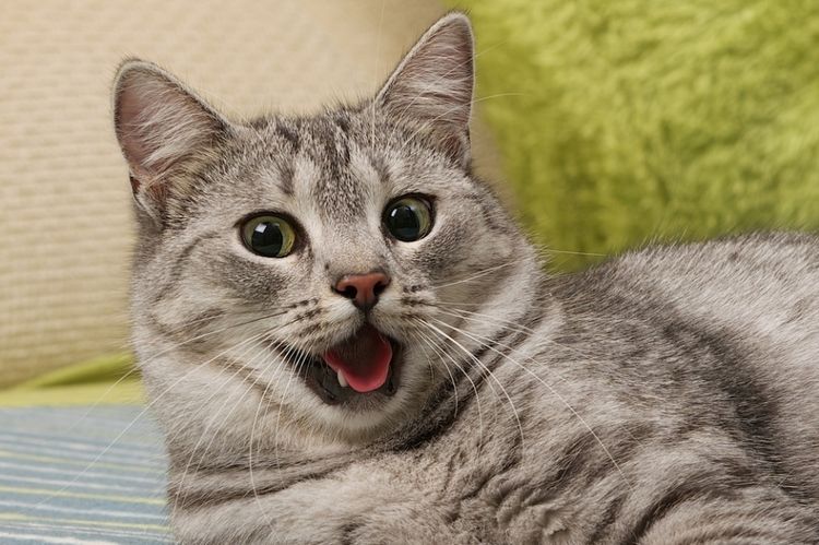 Œdème pulmonaire chez les chats