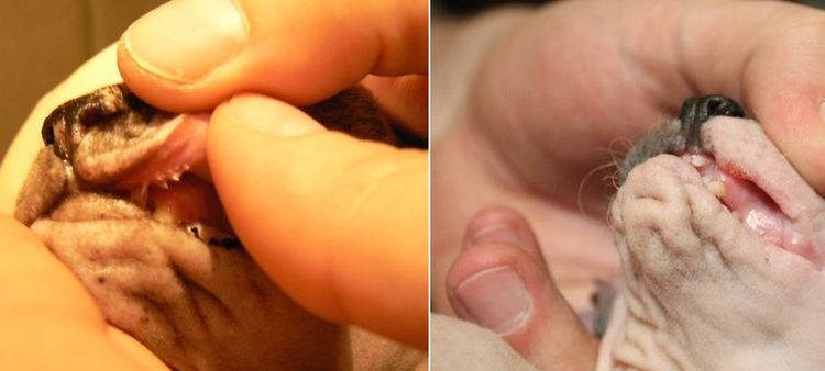 Papillomes chez les chats