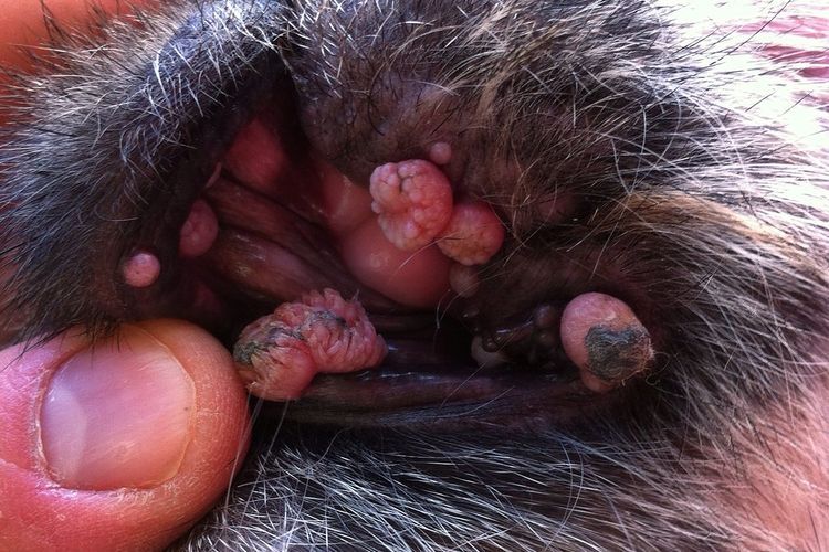 colonies de papillomes chez les chats