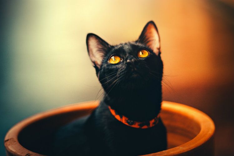 Papillomes chez les chats