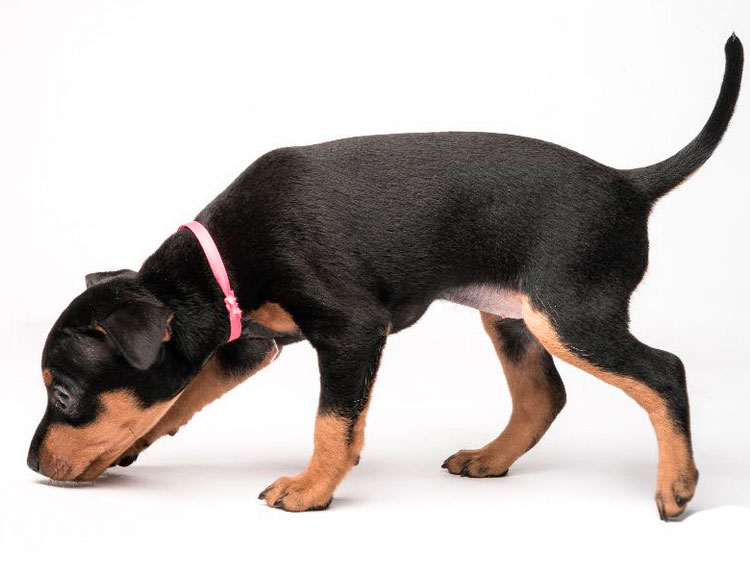 Prix du Terrier Toy Anglais