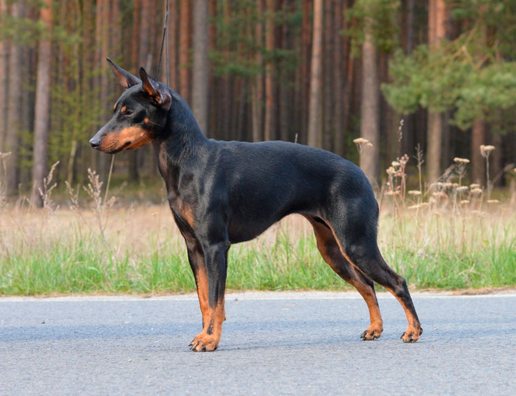 Terrier Toy Anglais standard