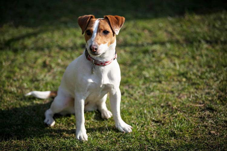 Photo de Jack Russell